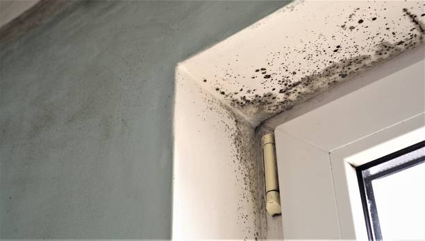 Professional Mold Removal in El Paso De Robles, CA