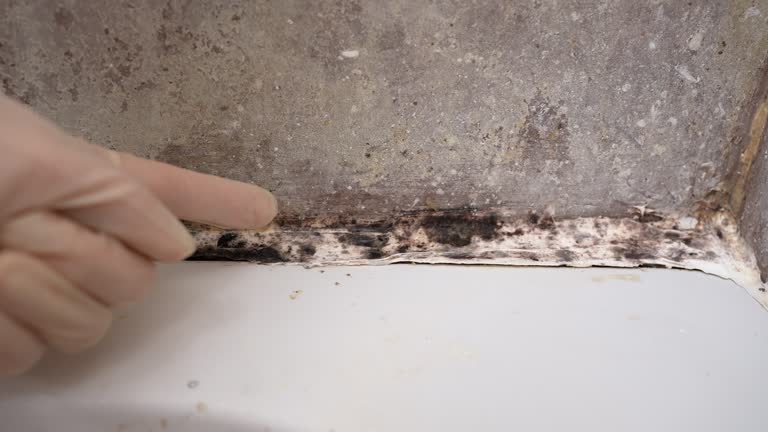 Best Mold Prevention Services  in El Paso De Robles, CA