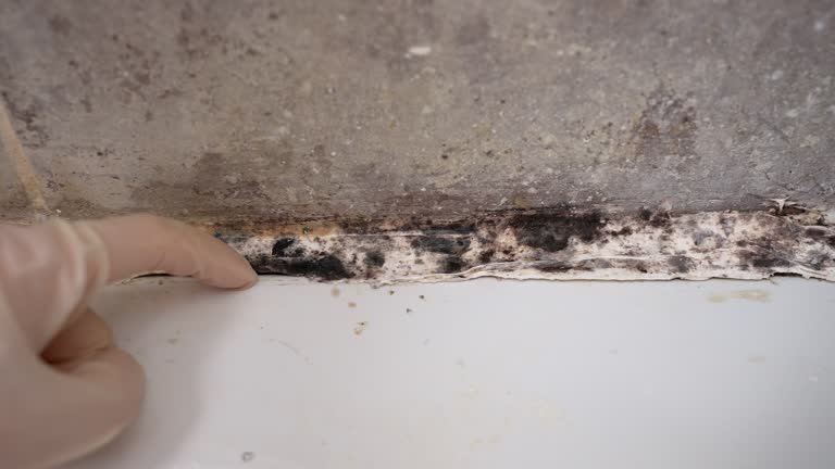 Best Post-Construction Mold Inspection  in El Paso De Robles, CA