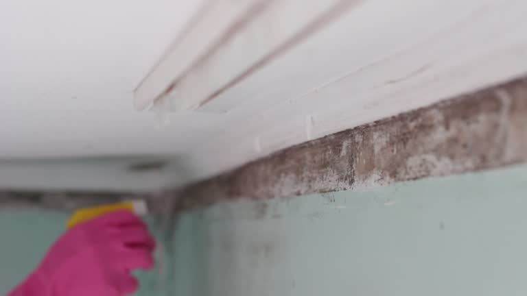 Best Attic Mold Removal  in El Paso De Robles, CA