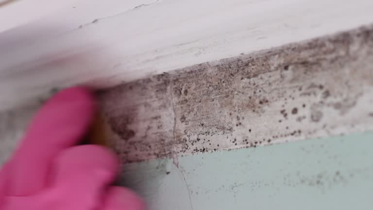Best Water Damage & Mold Remediation  in El Paso De Robles, CA
